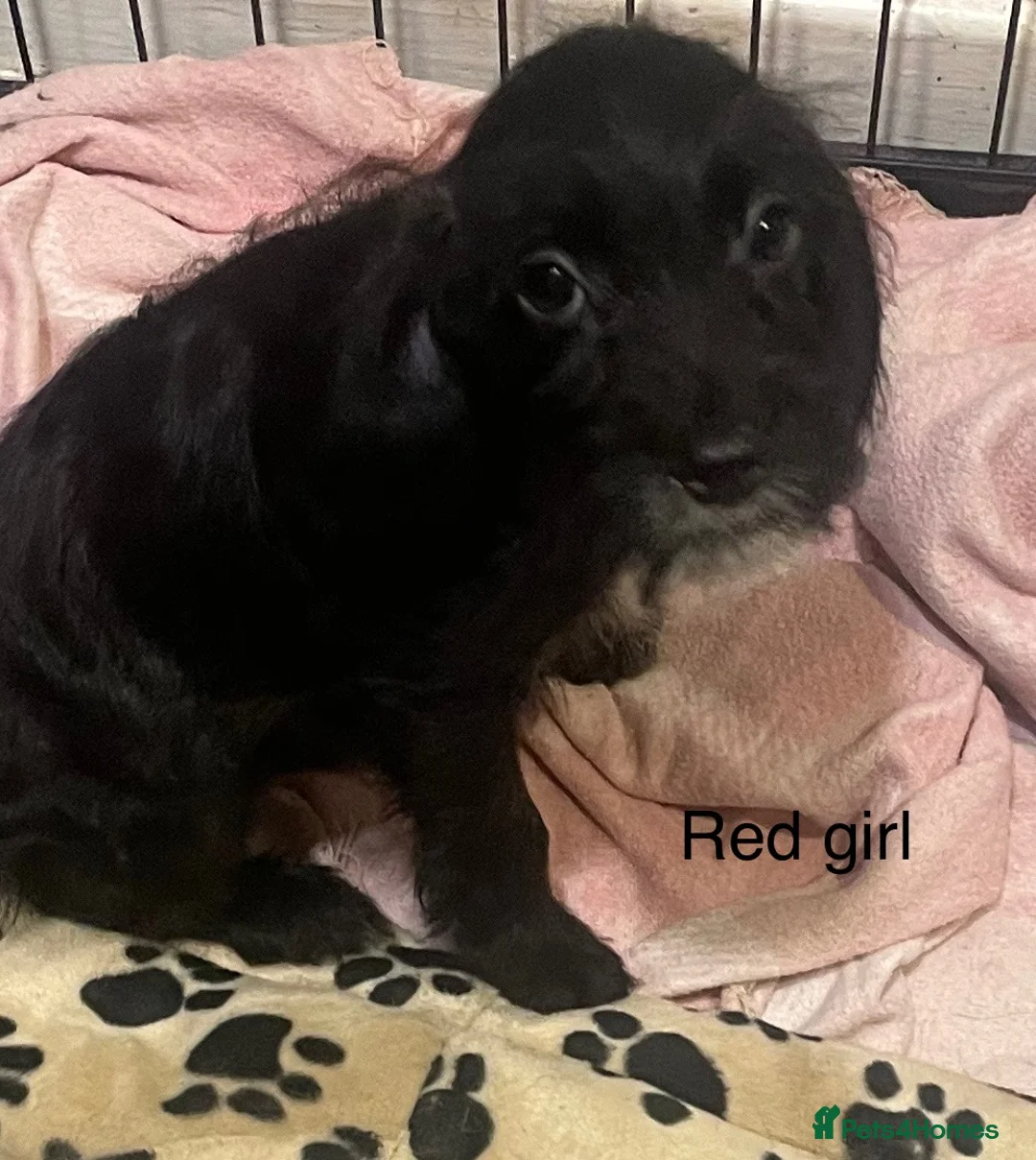 Cockapoo dogs for sale: Beautiful cockapoo puppies  - Advert 2