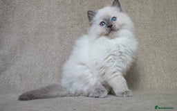 Ragdoll cats for sale: GCCF PET/ACTIVE KITTENS CHAMPION IMP BLOODLINES - Image 19