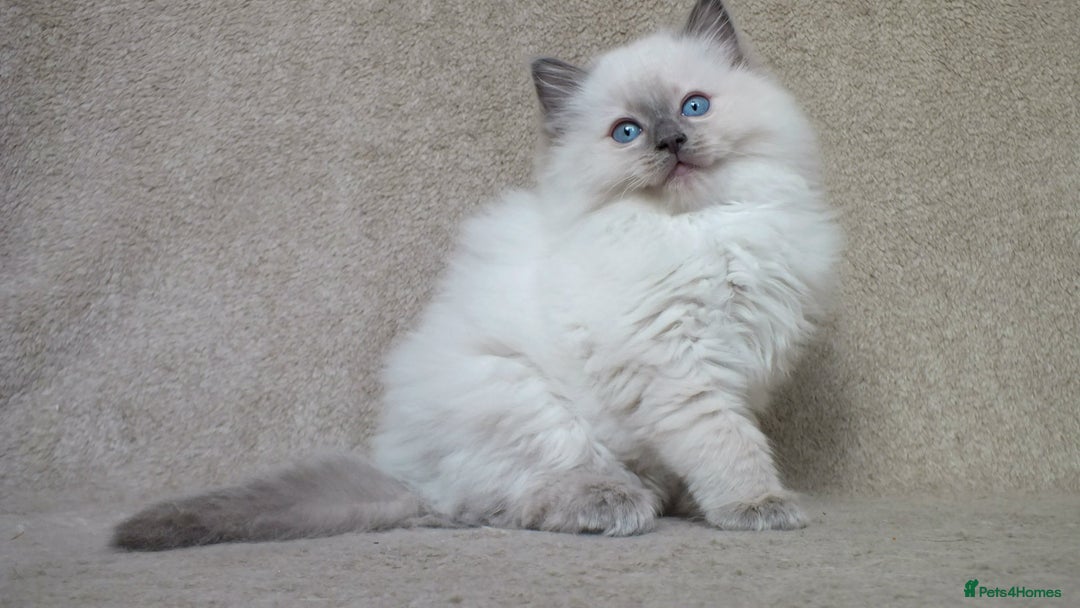 Ragdoll cats for sale: GCCF PET/ACTIVE KITTENS CHAMPION IMP BLOODLINES - Image 19