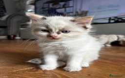 Ragdoll cats for sale: 6 gorgeous fluffy ragdoll kittens  - Image 17