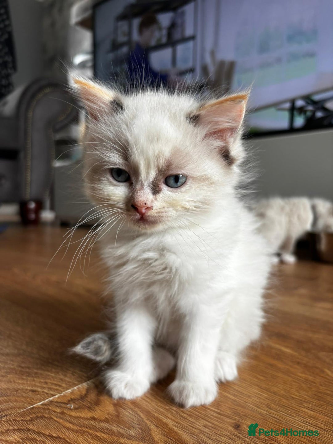 Ragdoll cats for sale: 6 gorgeous fluffy ragdoll kittens  - Image 17