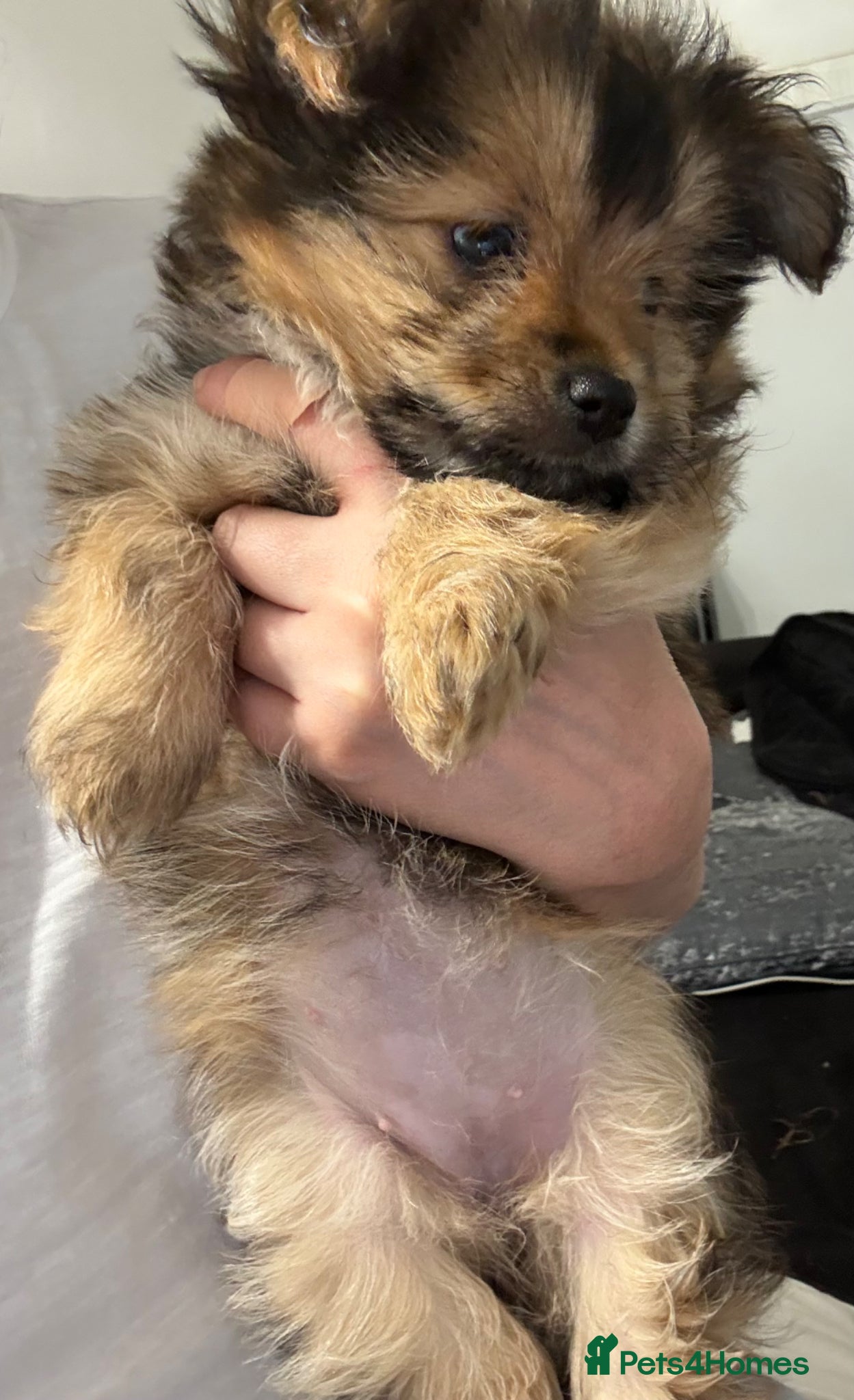 Mixed Breed dogs Yorkie Pom Girl  - Advert 1