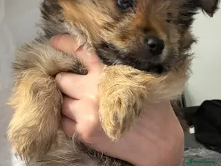 Mixed Breed dogs Yorkie Pom Girl - Advert 1