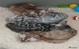 Bengal cats for sale: Stunning Bengal kittens - Image 4