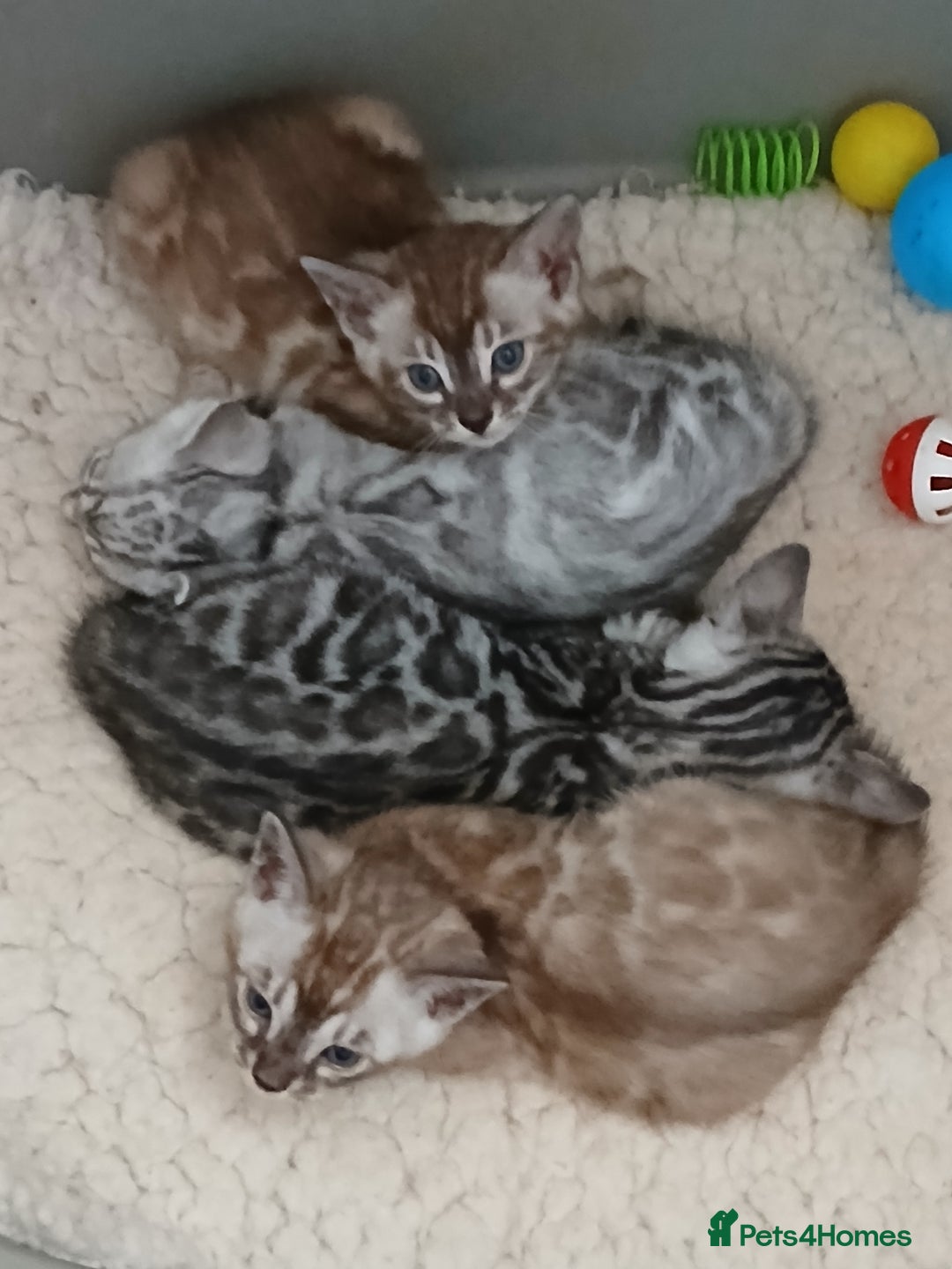 Bengal cats for sale: Stunning Bengal kittens - Image 4