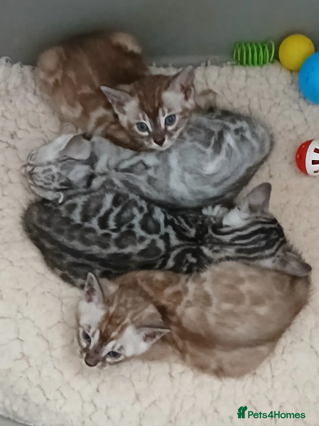 Bengal cats for sale: Stunning Bengal kittens - Advert 3