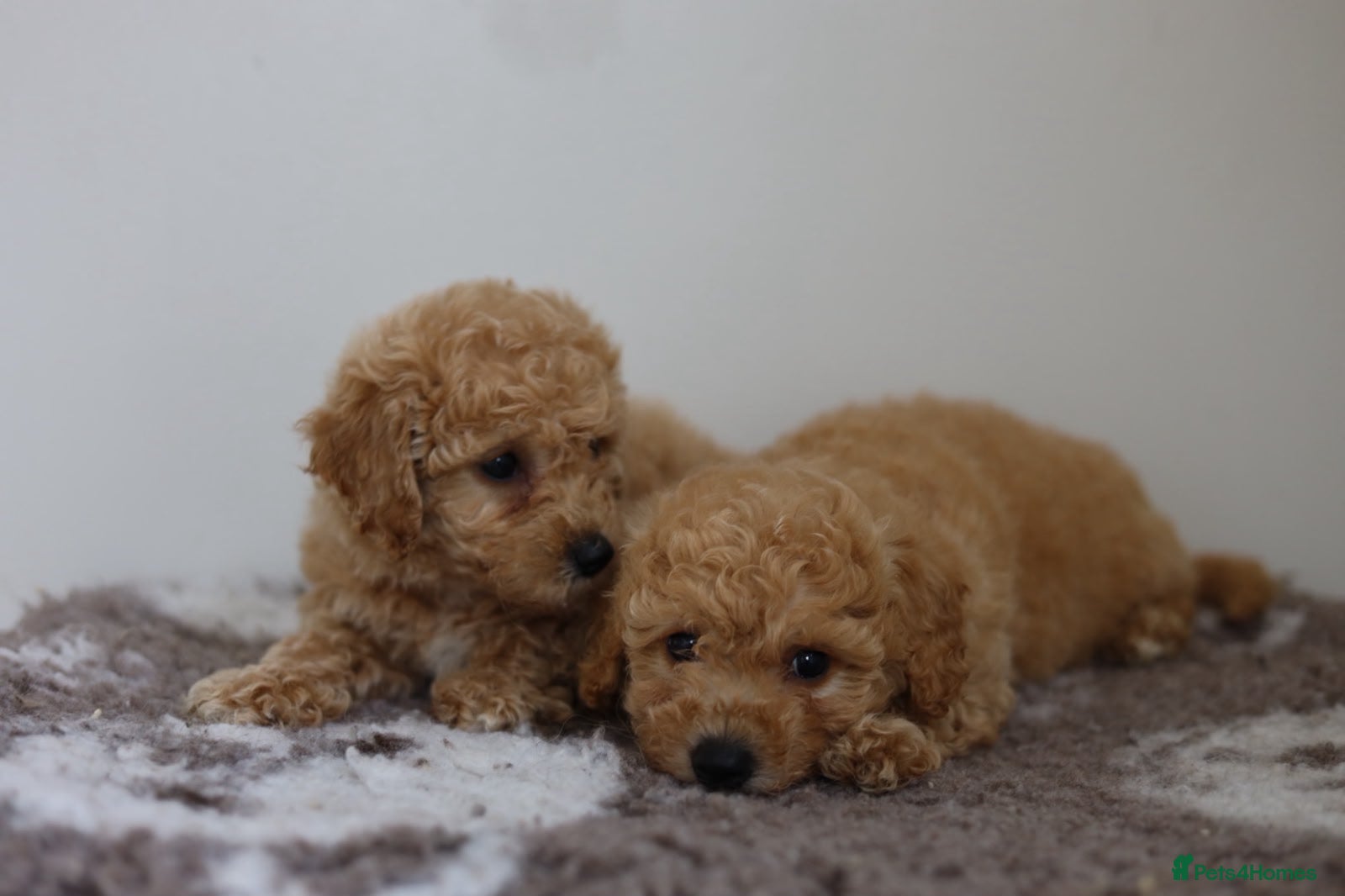 Cavapoo dogs Cavapoo Puppies  - Advert 9
