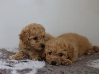 Cavapoo dogs Cavapoo Puppies - Advert 1