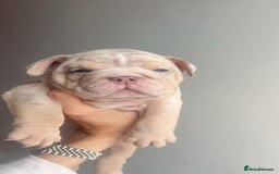 English Bulldog dogs for sale: English Bulldog Puppies  - Image 9