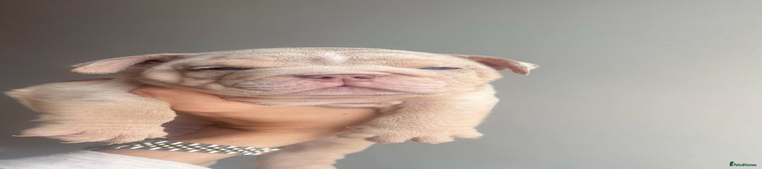English Bulldog Puppy 2