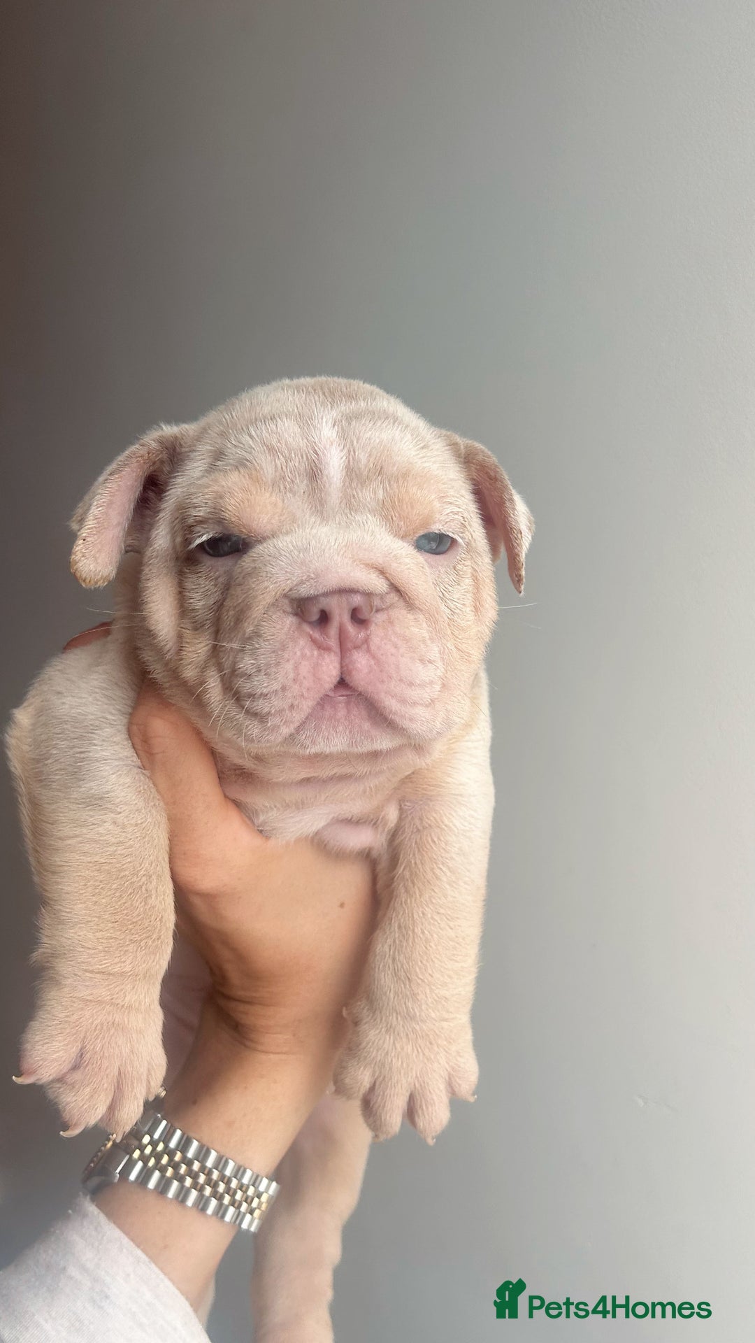 English Bulldog dogs for sale: English Bulldog Puppies  - Image 9