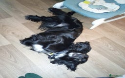 Cocker Spaniel dogs for sale: Cocker spaniel black and white  - Image 4