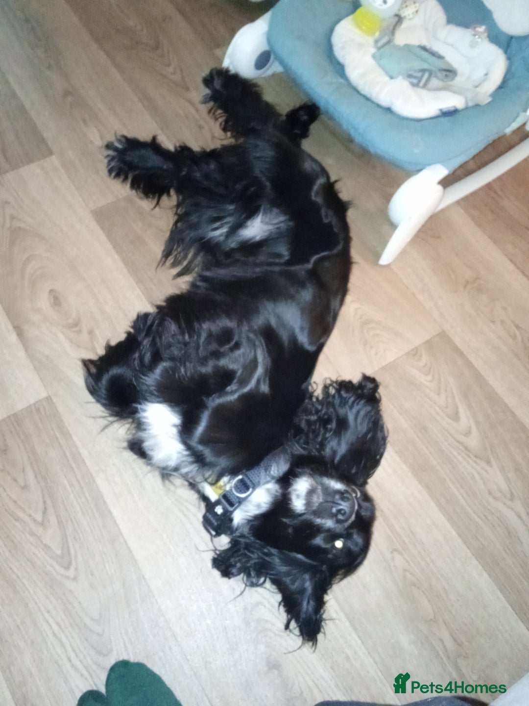 Cocker Spaniel dogs for sale: Cocker spaniel black and white  - Image 4