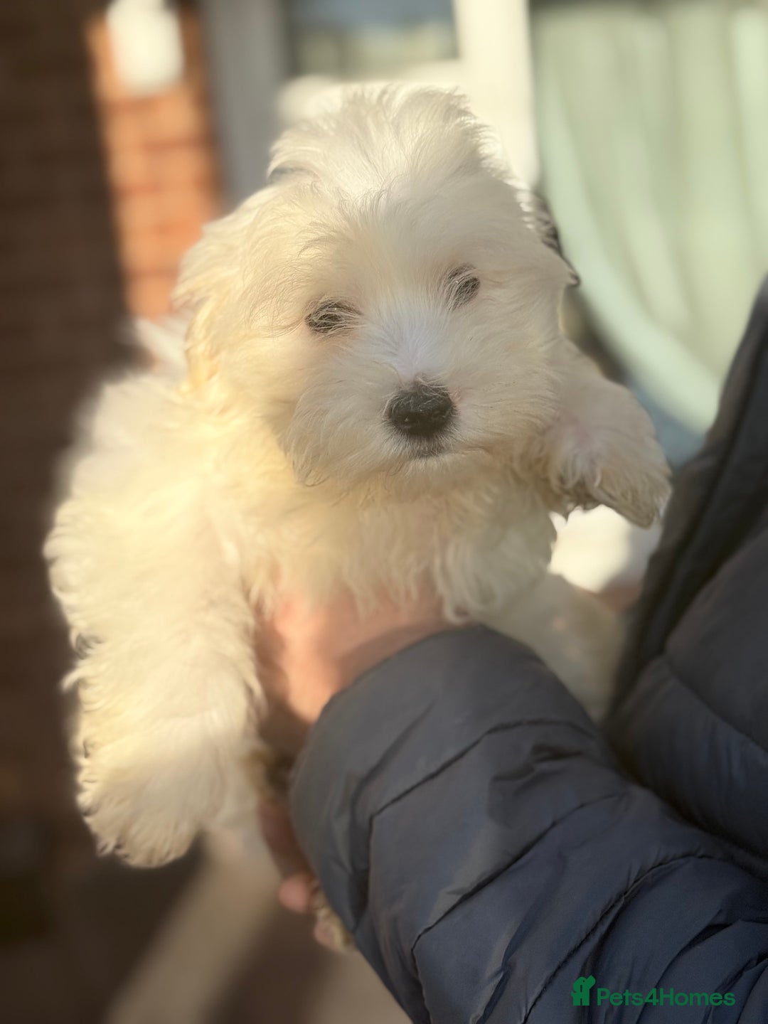 Maltese dogs for sale: Maltese - Advert 1