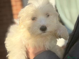 Maltese dogs Maltese - Advert 4