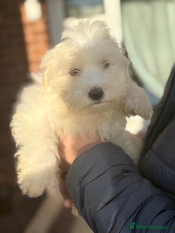 Maltese dogs Maltese - Advert 4