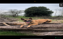 Belgian Shepherd Dog dogs for sale: Working line malinois - Image 3