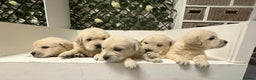 Golden Retriever dogs for sale: Golden Retriever Pups from Health Tested Parents  - Advert 17