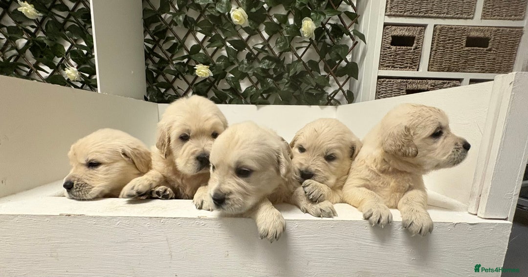 Golden Retriever dogs for sale: Golden Retriever Pups from Health Tested Parents  - Advert 17
