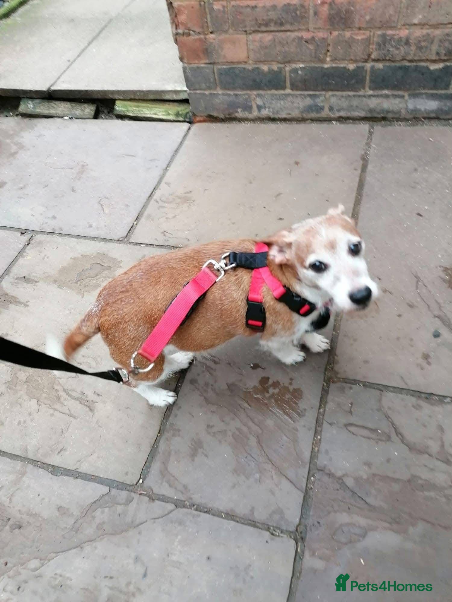 Mixed Breed dogs 💙DODGER – A BIG HEART IN A LITTLE 8 YEARS OLD BOY - Advert 2