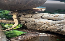 Gecko reptiles for sale: Harlequin Tricolour Crested Gecko + Large Tank - Advert 34