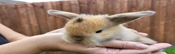 Mini Lop rabbits for sale: Beautiful mini lops - Advert 29