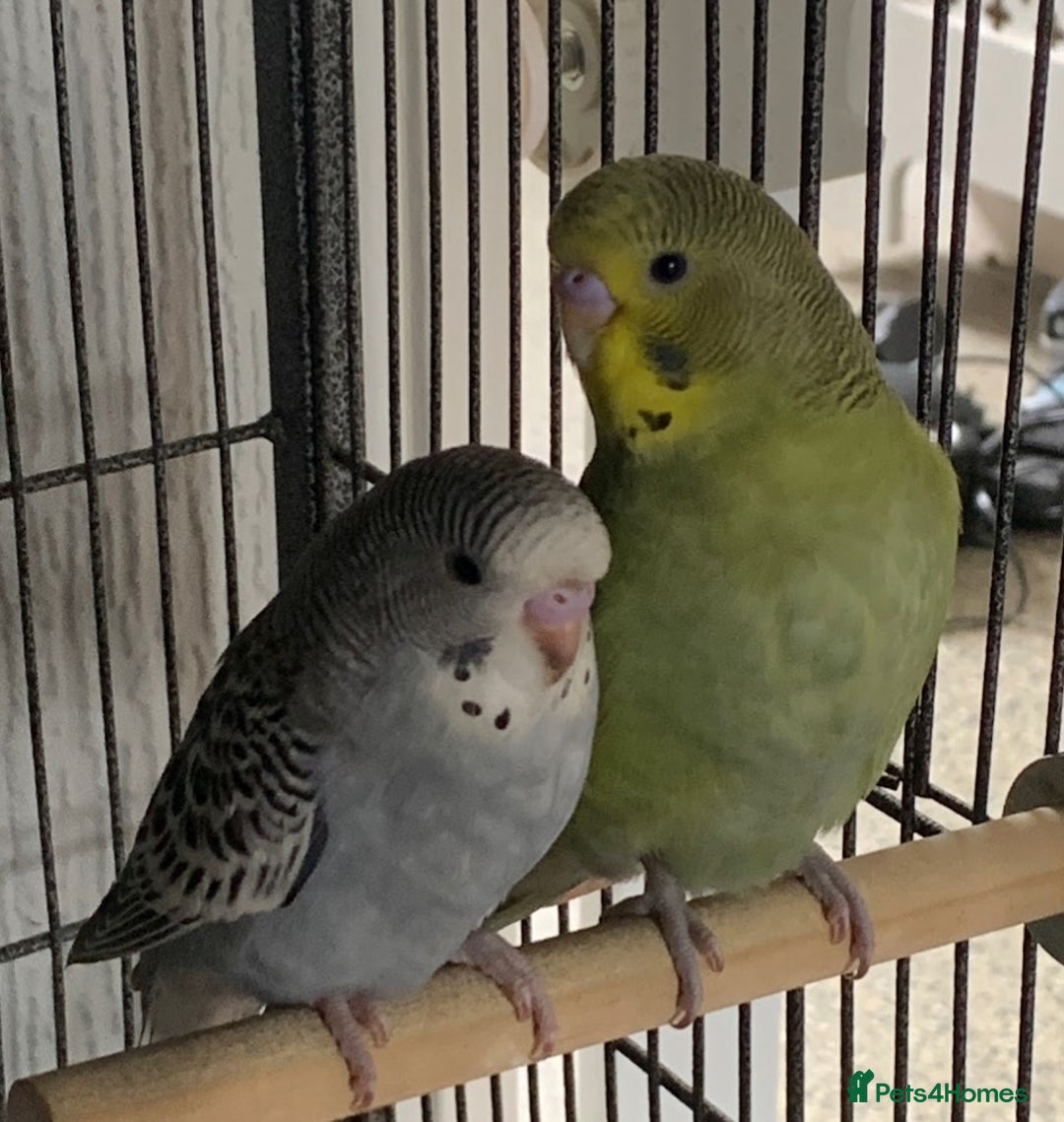 Budgerigars birds for sale: Baby budgies 8 weeks  - Image 9