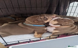 English Bulldog dogs for sale: Forever homes  - Image 8