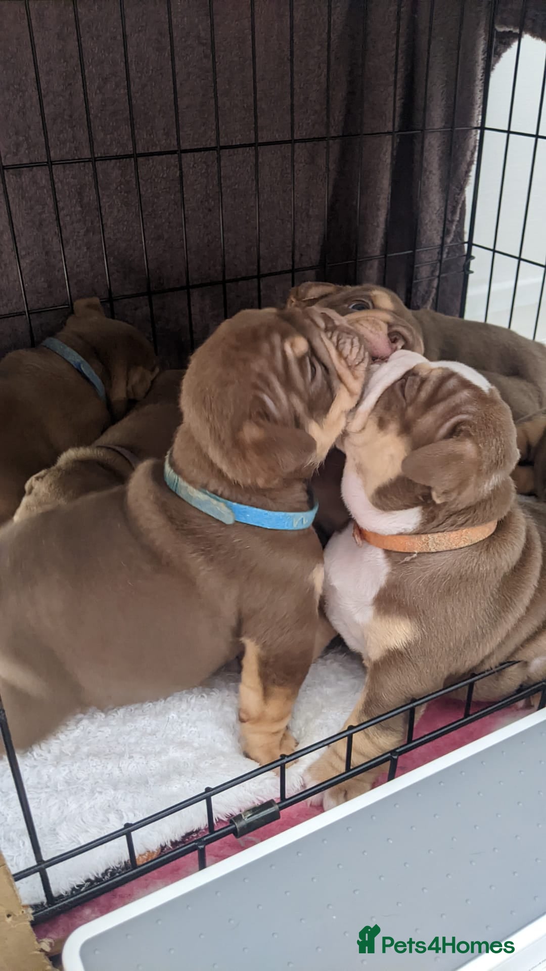 English Bulldog dogs for sale: Forever homes  - Image 8