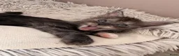 Maine Coon cats for sale: LAST AVAILABLE Moons Maines Maine Coon Kittens  - Advert 6