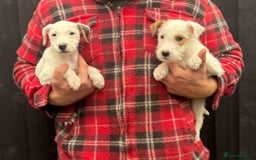 Parson Russell dogs for sale: Parson terrier pups  - Image 1