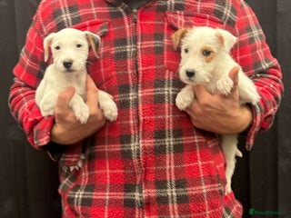 Parson Russell dogs for sale - Advert 1
