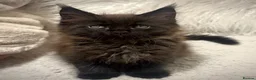 Maine Coon cats for sale: Maine coon - Advert 12