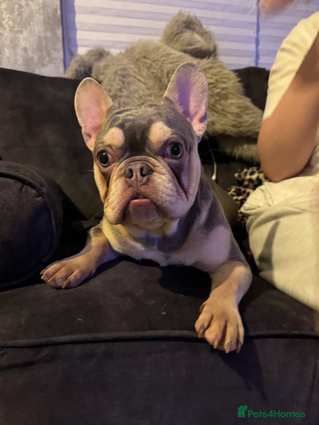 French Bulldog dogs for sale: Frenchie pup Looking for home - Advert 1