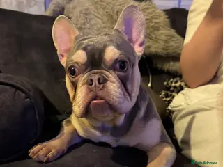 French Bulldog dogs Frenchie pup Looking for home - Advert 2