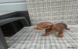 Miniature Dachshund dogs for sale: Miniature Dachshund Pups Ready For Loving Homes - Image 2