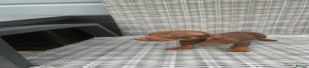 Miniature Dachshund Puppy 1