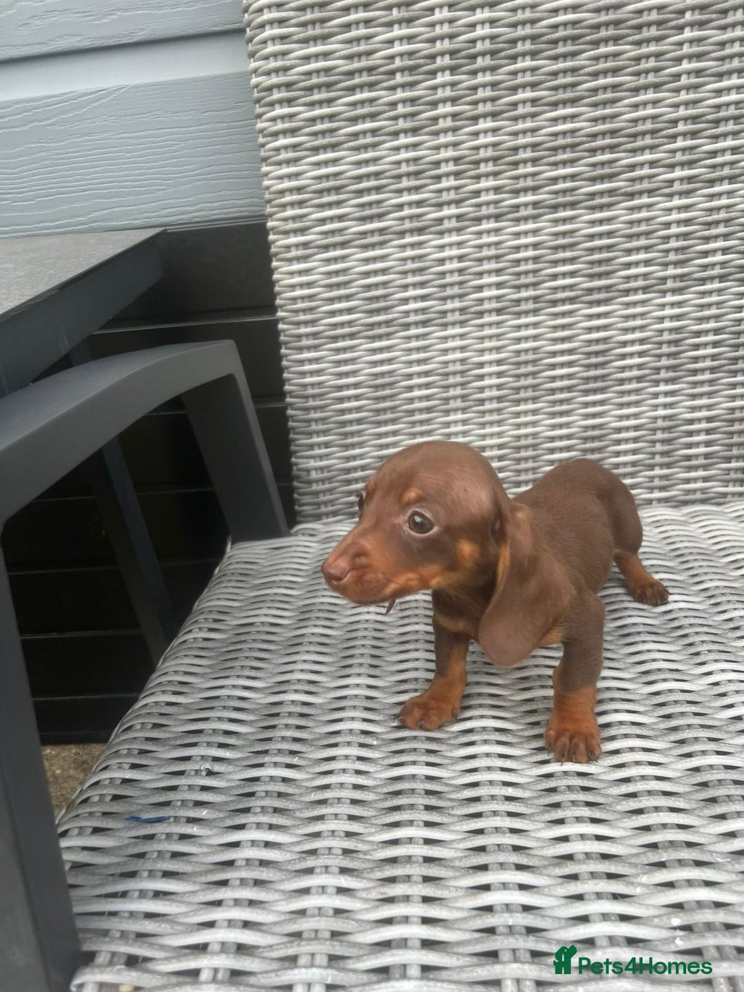 Miniature Dachshund dogs for sale: Miniature Dachshund Pups Ready For Loving Homes - Image 2