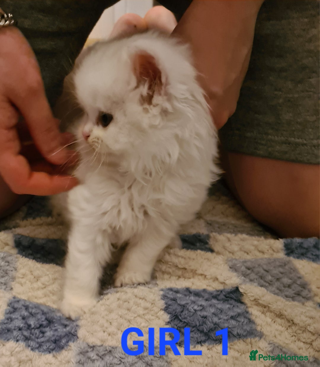 Persian cats for sale: Beautiful Persian X BSH Kittens  - Image 16