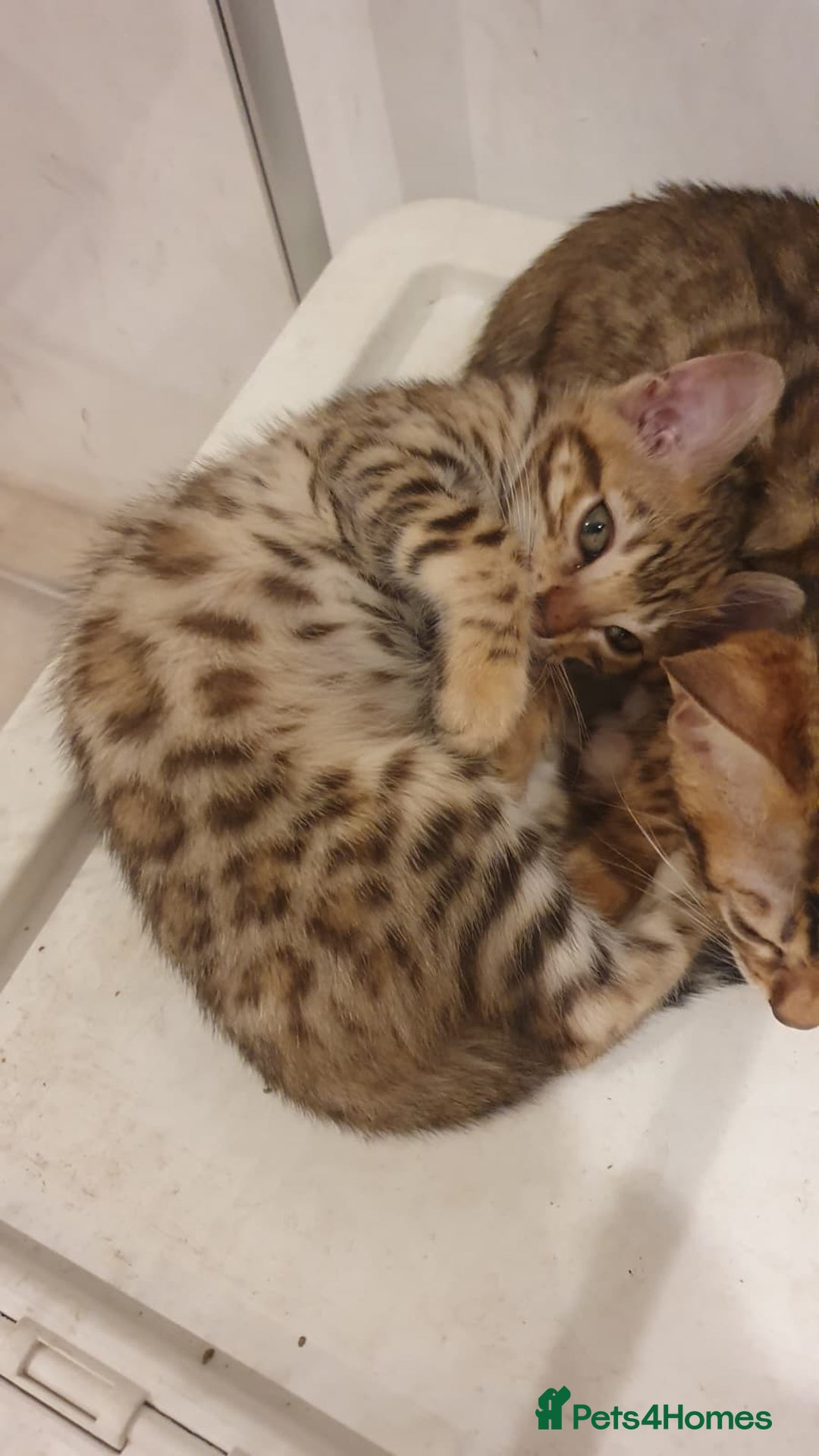 Bengal cats for sale: 🔥✨Pedigree TICA-Registered Bengals - Advert 18