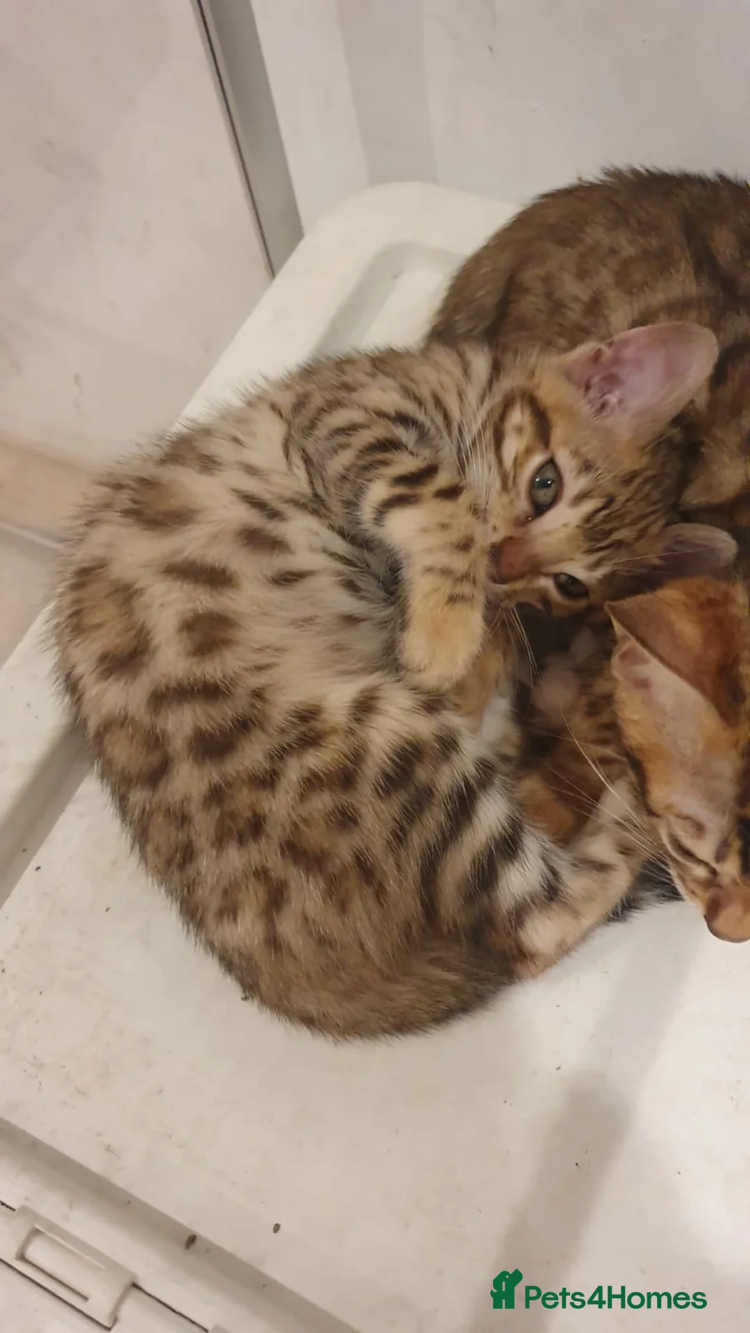 Bengal cats for sale: 🔥✨Pedigree TICA-Registered Bengals - Advert 18