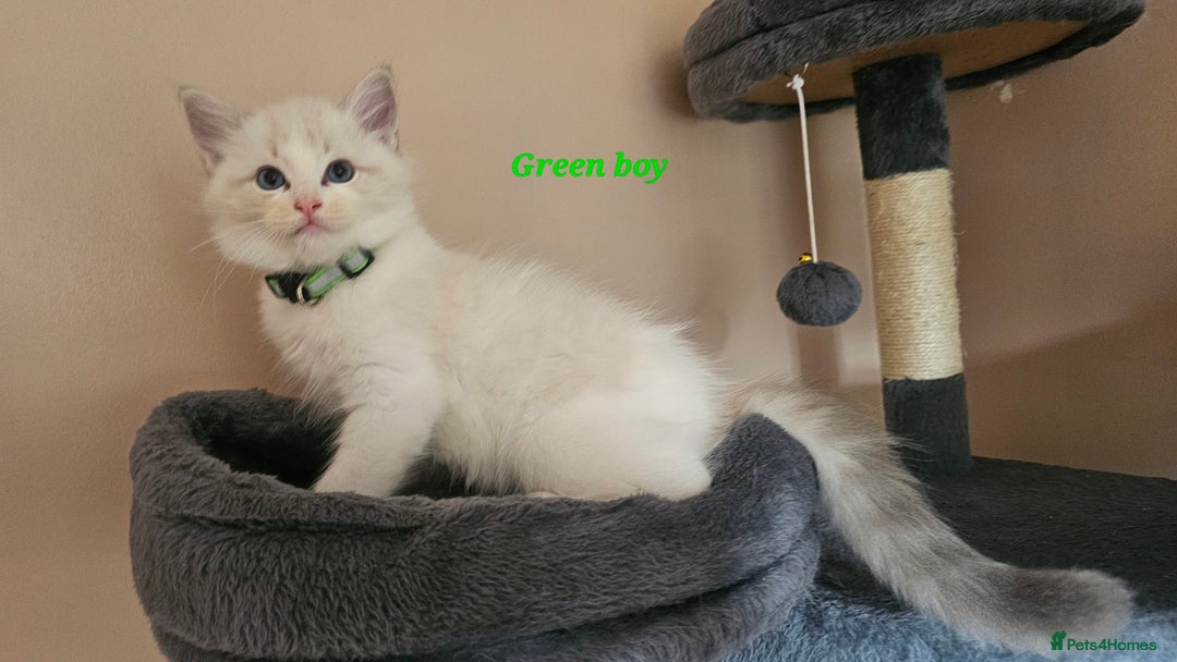 Ragdoll cats for sale: 2 Boys left Gccf £950 Ragdolls  - Image 17