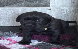 Labrador Retriever dogs for sale: Stunning litter of chunky black Labradors - Advert 11