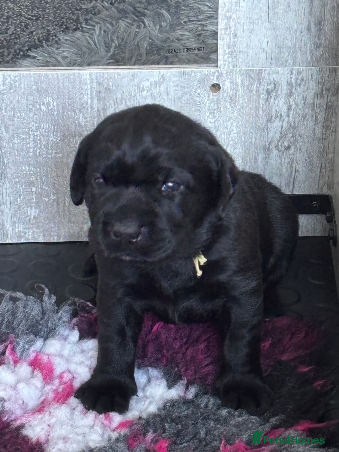 Labrador Retriever dogs for sale: Stunning litter of chunky black Labradors - Advert 11