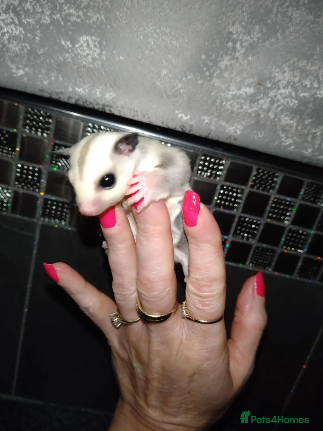 Sugar Glider rodents for sale: Stunning platinum baby boy  - Advert 1