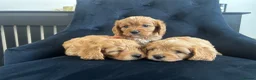 Cavapoo dogs for sale: Stunning F1 Cavapoo health tested parents  - Advert 9