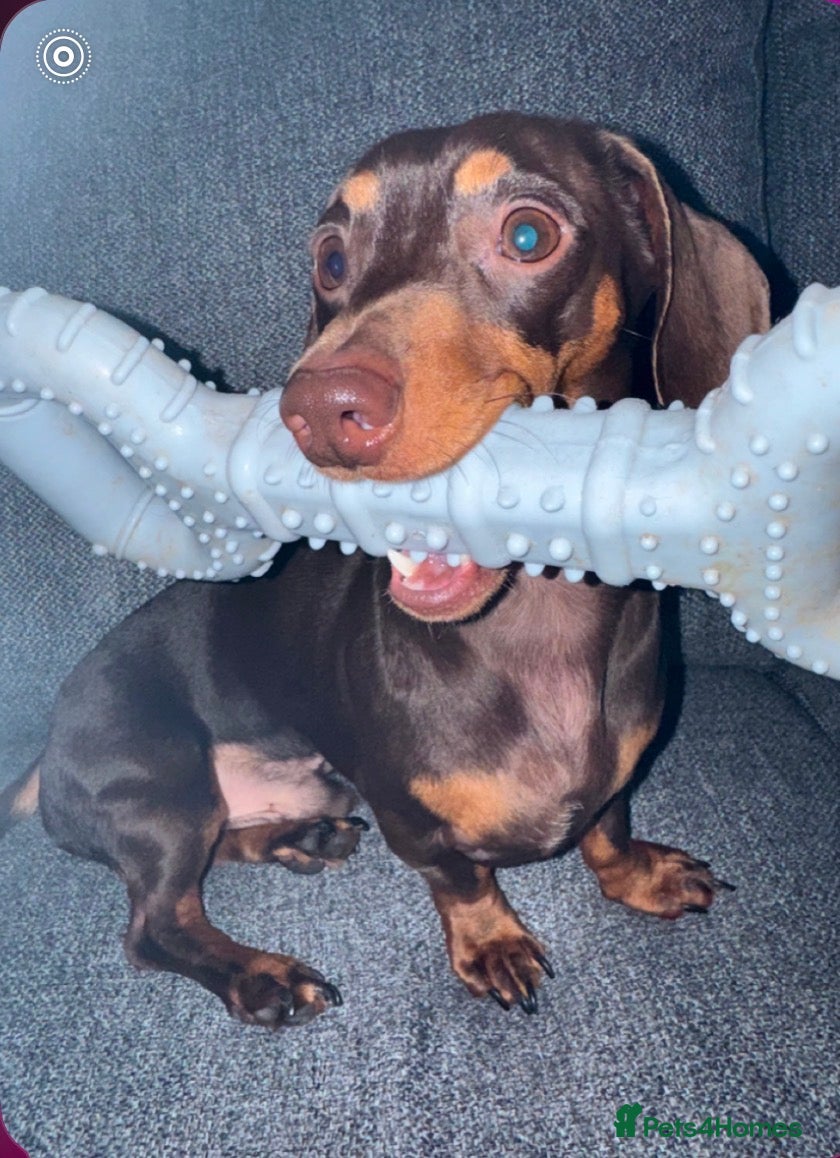 Miniature Dachshund dogs Miniature smooth haired dachshund  in Welwyn Garden City - Advert 17