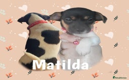 Jack Russell dogs for sale: minature jack russell puppies - Image 9