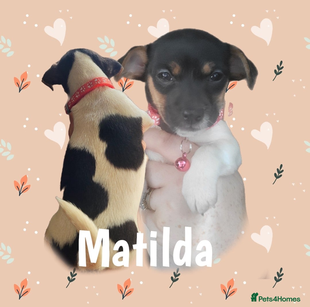 Jack Russell dogs for sale: minature jack russell puppies - Image 9