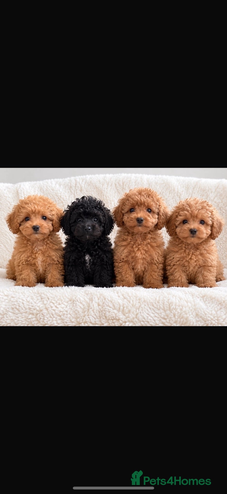 Mixed Breed dogs Adorable Asian poodle cross toy poodle  - Advert 2